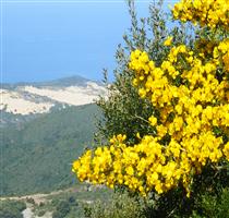 B&B La Ginestra Arbus