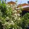 B&B Myrsine